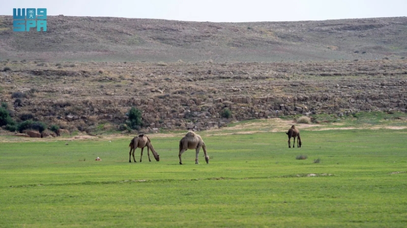"إصدار تصاريح الرعي" للغطاء