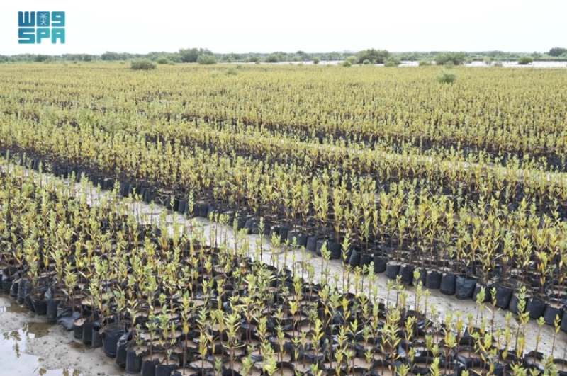 المركز الوطني لتنمية الغطاء