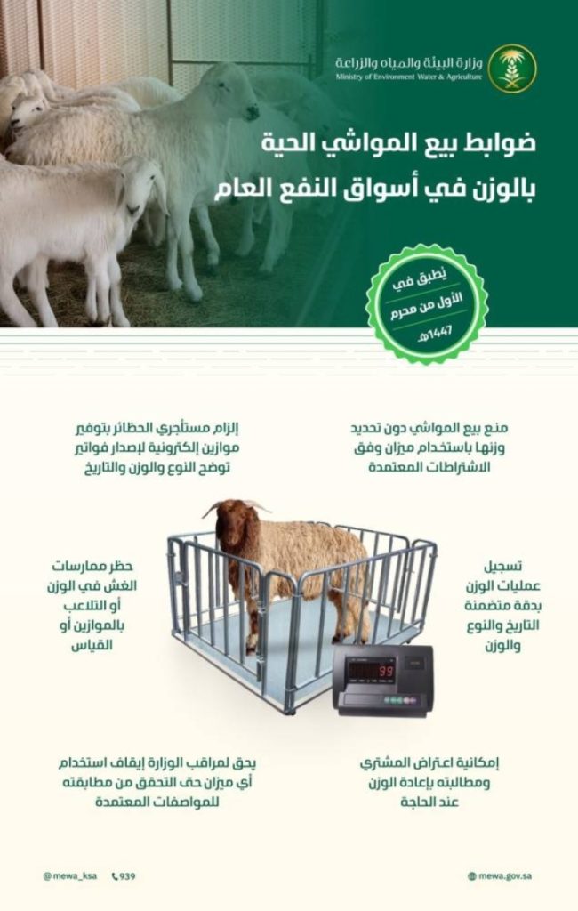 بيع المواشي الحية بالوزن