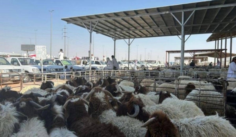بيع المواشي بالميزان في