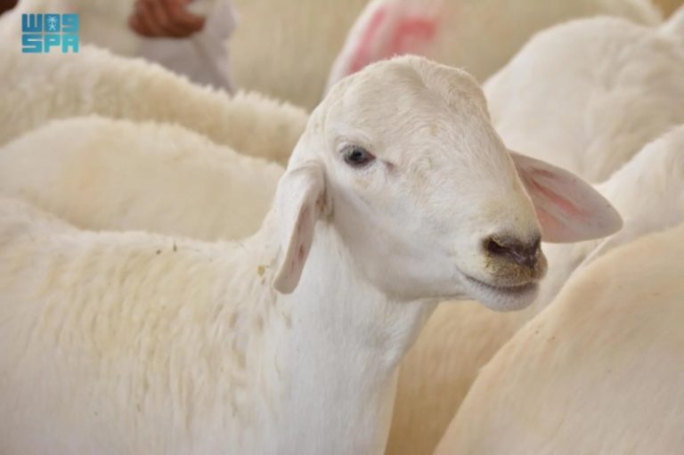 حركة نشطة بأسواق المواشي بنجران مع اقتراب عيد الأضحى
