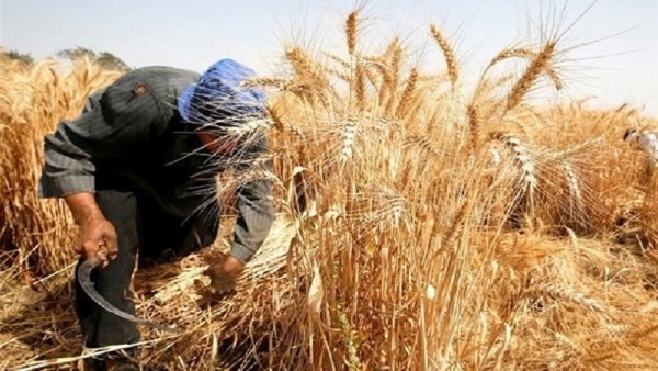 زيادة إنتاج القمح في