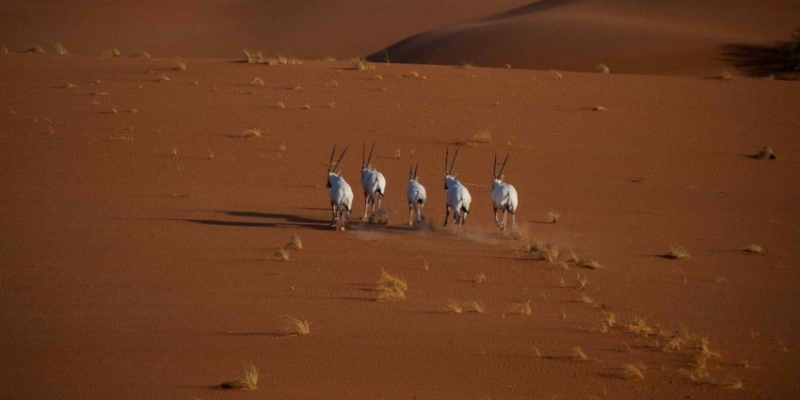 محمية عروق بني معارض