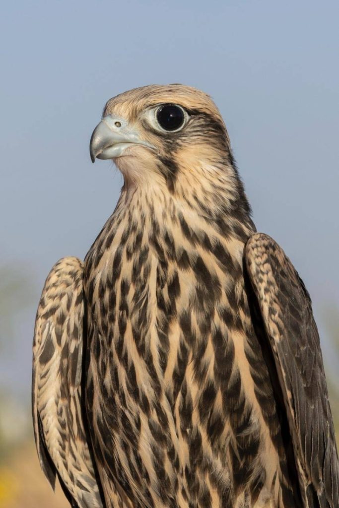 نادي الصقور السعودي يعزز