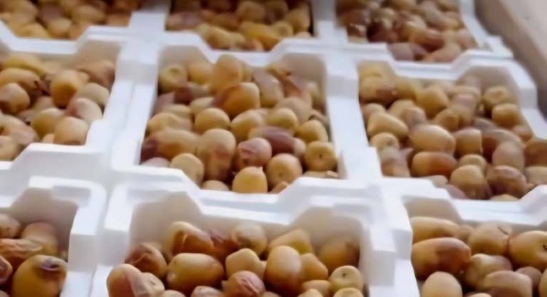أسواق التمور تنتعش بالرطب في الوديان