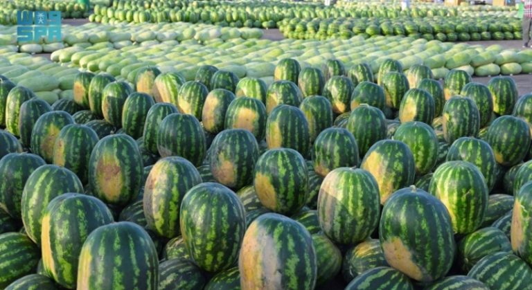 البطيخ يدخل الأسواق بعد غياب مُعلنًا بداية موسم الصيف وسط إقبال لافت من المتسوقين