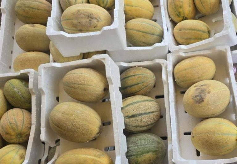 الخرمة تعتمد على المنتجات الصيفية من مزارع الغريف