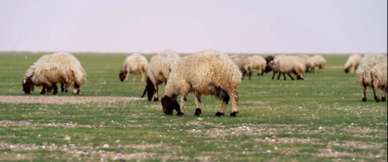 السماح بالرعي في أربع مناطق بالمملكة لتعزيز الغطاء النباتي