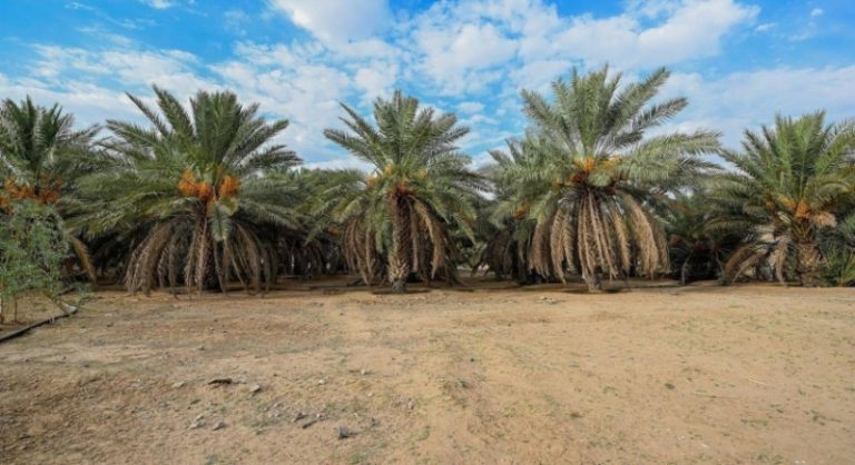 العقيق تحقق إنتاج 40 طن من التمور