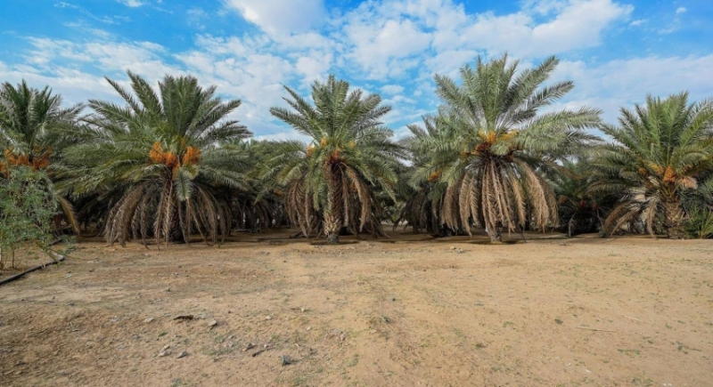 العقيق تحقق إنتاج 40 طن من التمور