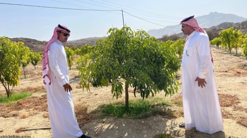 تبدأ تتابعات ميدانية لمزارع المانجو في بيئة أضم