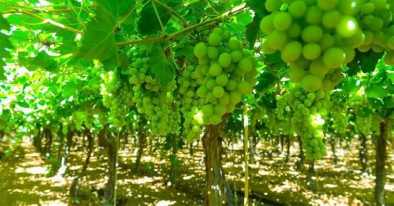 تبوك تحقق 38% من إنتاج العنب