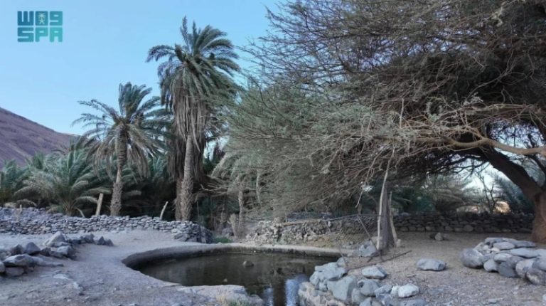 “عين شلال” تعد رمزاً لحياة أهالي ومزارع العُلا