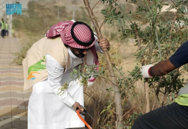 مبادرة جديدة لمواجهة «نبتة التبغ الكاذب»