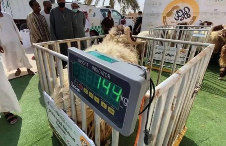 مخاوف من التلاعب في الأعلاف خلال بيع المواشي بالأوزان