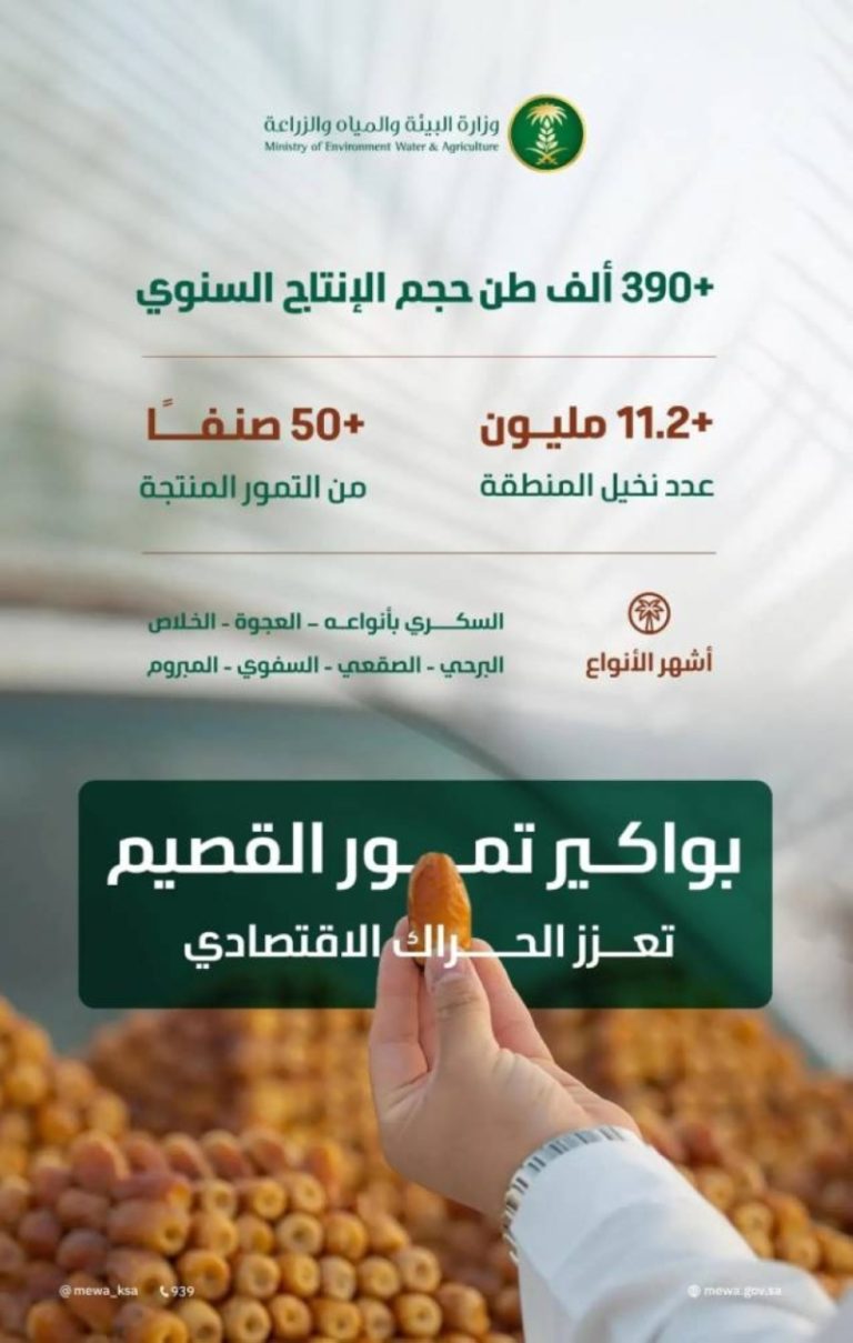 موسم جني التمور يعزز الاقتصاد بالمملكة بإنتاج 390 ألف طن في القصيم
