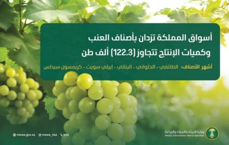 أسواق المملكة تحتفل بوفرة العنب الممتاز مع إنتاج يتجاوز 122.3 ألف طن