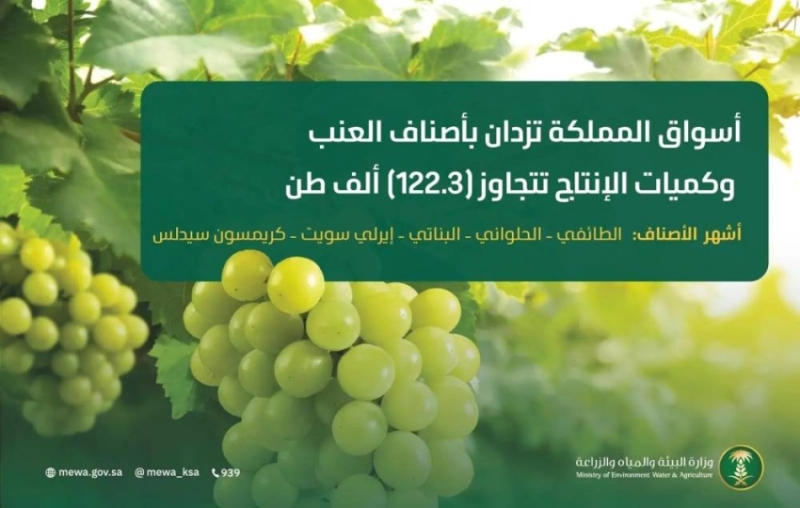 أسواق المملكة تحتفل بوفرة العنب الممتاز مع إنتاج يتجاوز 122.3 ألف طن