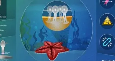 أقدام مستوحاة من نجم البحر تساعد الروبوتات تحت الماء على الإمساك