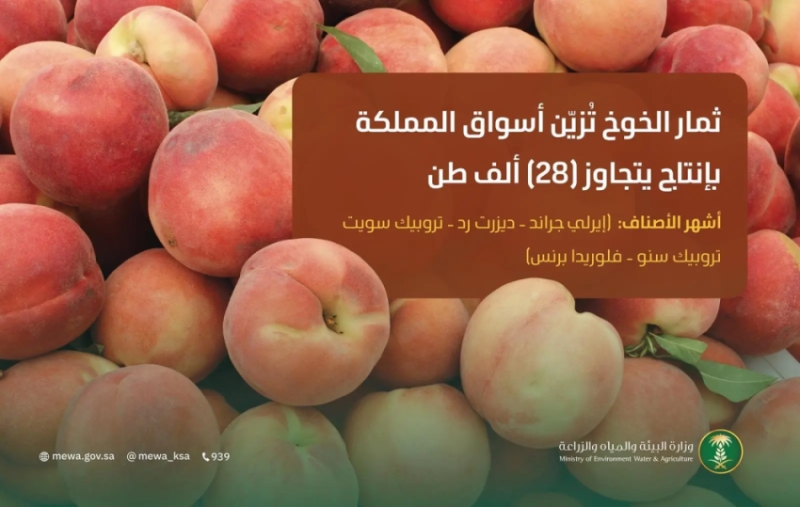 ثمار الخوخ تزين أسواق المملكة وتعزز الإنتاج المحلي بأكثر من 28 ألف طن