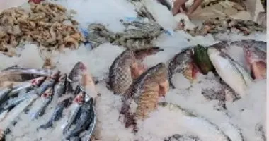 مصر تحتل المرتبة الثانية عالميًا في تصدير سمك البلطى وفق المجلس التصديري للصناعات الغذائية